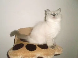 Ragdoll bez PP již k odběru