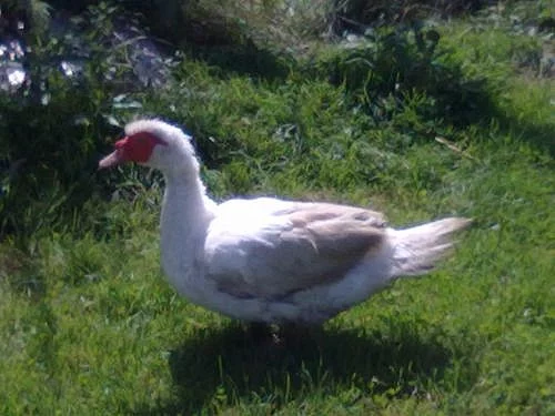 prodám PIŽMOVÉHO KAČERA