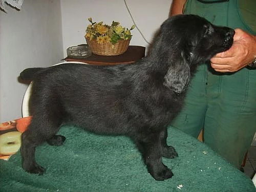 FLAT COATED RETRIEVER