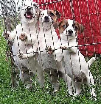 Štěňata Jack Russell Terier