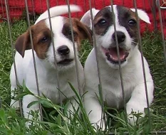 Štěňata Jack Russell Terier