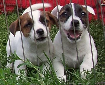 Štěňata Jack Russell Terier