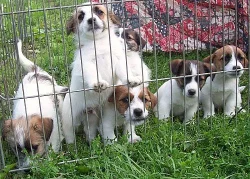 Štěňata Jack Russell Terier