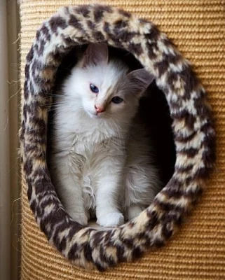 koťata plemena Birma