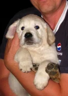 ZLATÝ RETRIEVER ŠTĚŇATA S PP
