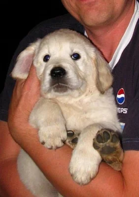 ZLATÝ RETRIEVER ŠTĚŇATA S PP