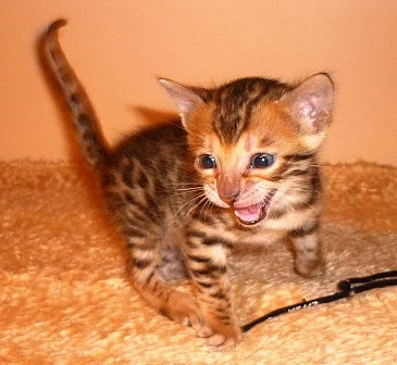 Bengálská koťata odběr říjen a listopad