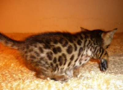 Bengálská koťata odběr říjen a listopad