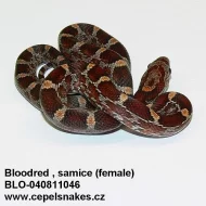 Barevné formy Užovky červené