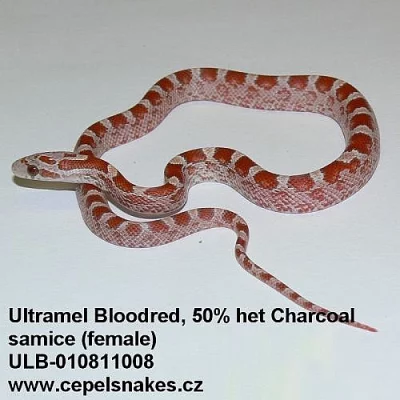 Barevné formy Užovky červené