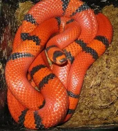 Užovky a korálovky