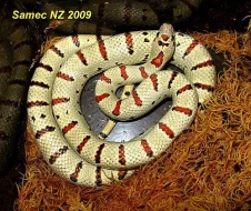 Užovky a korálovky