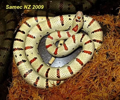 Užovky a korálovky