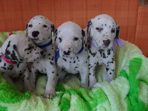 Dalmatin - Hradec Králové