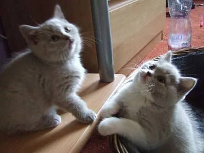 Chlupatí medvídci k odběru !!!