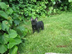 Francouzský buldoček