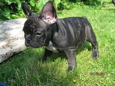 Francouzský buldoček