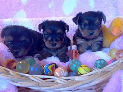 Jorkšírský teriér