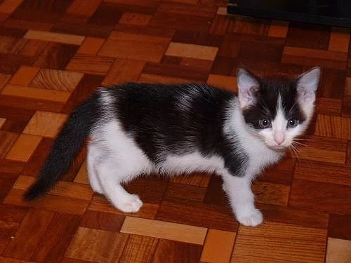 čistotká koťátka černobílá  