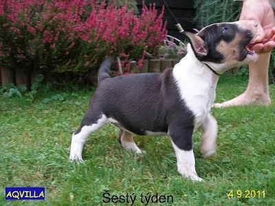 Bulterier - Bullterier