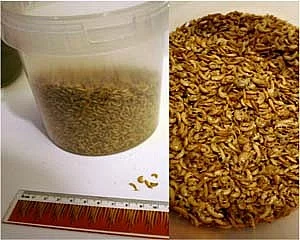 Krmení - gamarus a krevety