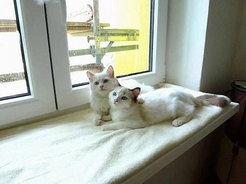 Ragdoll, exkluzívní koťátka
