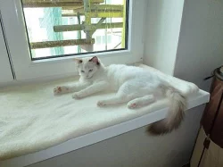 Ragdoll, exkluzívní koťátka