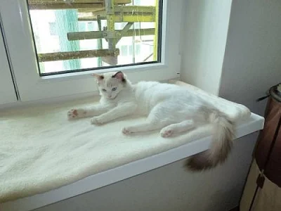 Ragdoll, exkluzívní koťátka