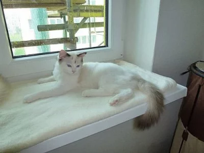 Ragdoll, exkluzívní koťátka