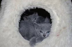 Ruská modrá koťátka ze stanice Jeryje