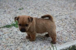 Norwich terrier s pp