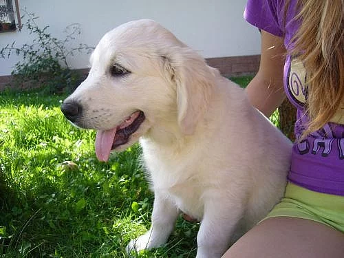 Štěňátka zlatého retrívra