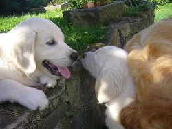 Štěňátka zlatého retrívra