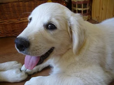 Štěňátka zlatého retrívra