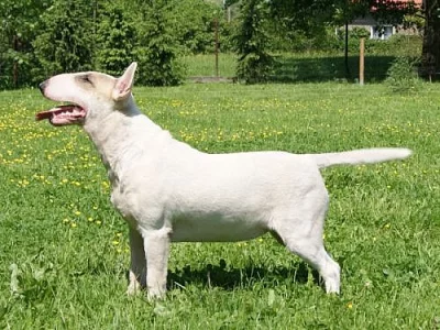 Bulterier – Bullterier