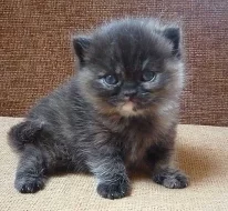 Britská kočička s PP 