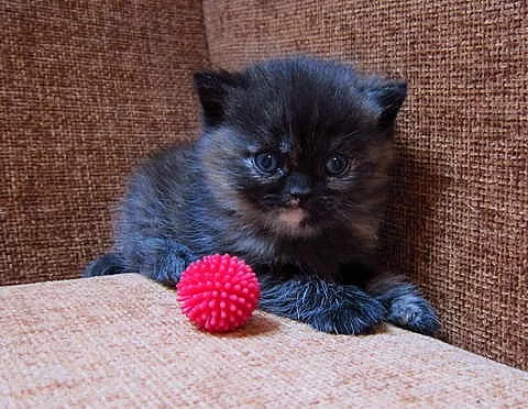 Britská kočička s PP 