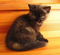 Britská kočička s PP 