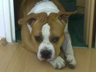 Americký stafordšírský teriér