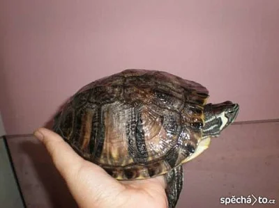 Želvy