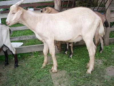 Anglonubijský 50% kozlík
