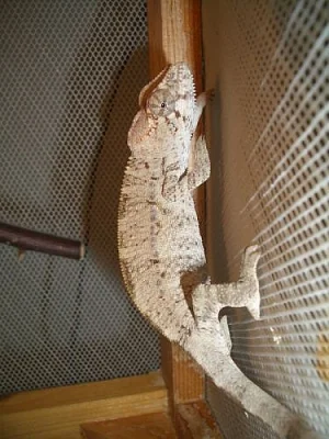 Chameleon pardali (Furcifer pardalis) Ambilobe F2