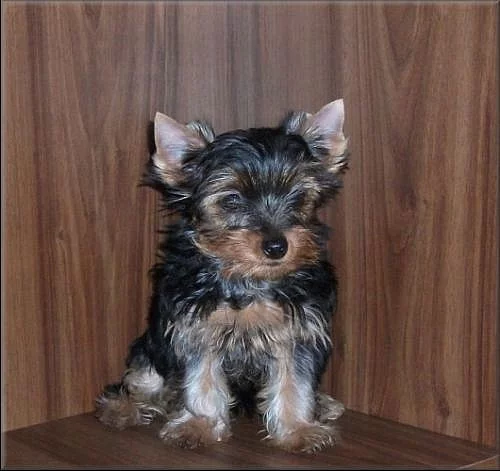 Jorkšírský teriér s PP
