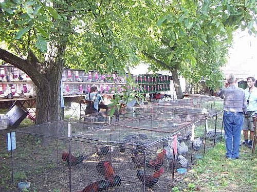 Výstava