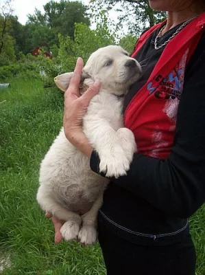 zlatý retrívr-štěnátka (pejsci)