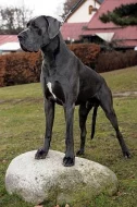 Německá doga modrá s PP!!
