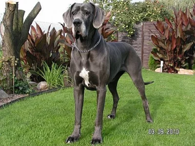 Německá doga modrá s PP!!