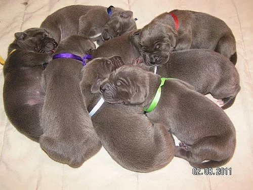 Německá doga modrá s PP!!