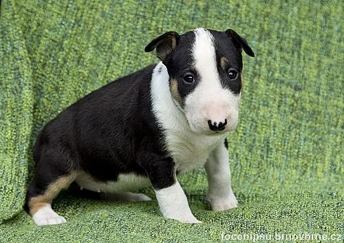 bulterier Bullterrier