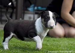 bulterier Bullterrier